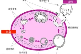 你知道自己的月经周期里有排卵吗？图片