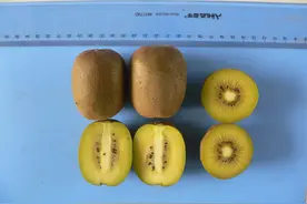 4个猕猴桃新品种介绍！肉质细嫩、多汁、抗溃疡病、早果、丰产图片