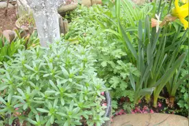 这一野菜被称为“养心草”，能防心脏病！家里栽一盆可以吃20年