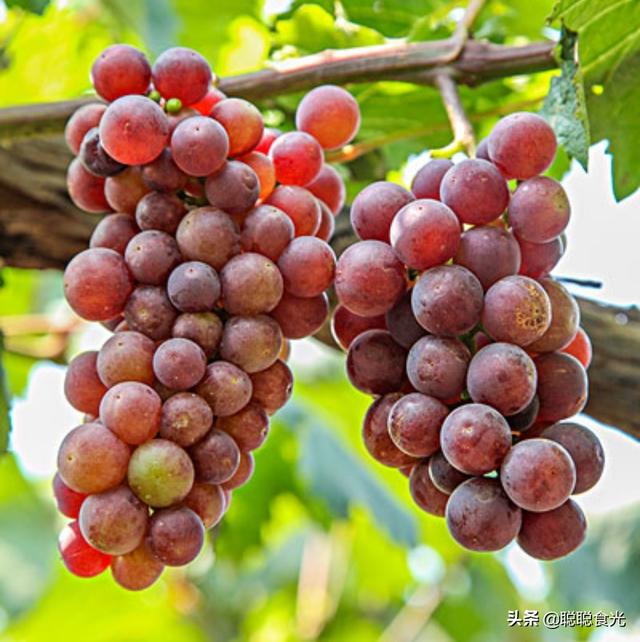 入秋后，这5种“时令水果”放开了吃，应季新鲜维C多，好吃不贵