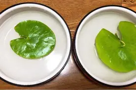 水培一叶莲发黑不生根，原因总算找到了，赶紧纠错不影响开花图片