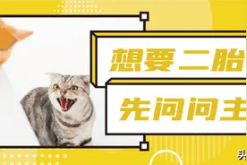 养二胎也推荐男上+男？这些性别组合，猫咪相处更融洽图片