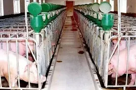 养猪用水泥地面危害大，养猪户仍旧痴迷，只因不懂猪场“水泥病”图片