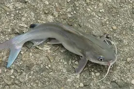 曾经火爆之鱼，有人大量养殖，吃粪便也能长大，如今遭人嫌“弃”图片