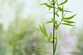 中考英语美文阅读100篇：网上购物和线下代购图片