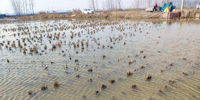 苏北地区利用春闲稻田进行克氏原螯虾高效养殖的具体操作规程