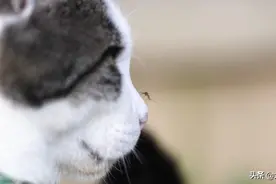 “家里用了电蚊香，然后猫肝衰了！”养猫必须要知道的蚊香知识图片