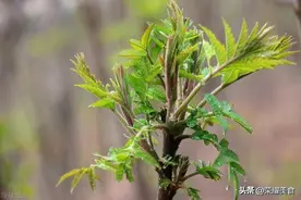 它叫阳虎刺，比香椿好吃，现在正是吃它的时候，遇见别错过图片