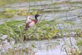 100种野生动物将新晋国家一级，你同意吗？图片