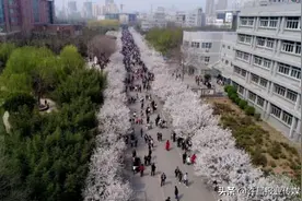 看！2020年许昌学院的樱花图片