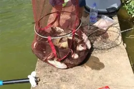 才刚立秋，老司机就喜欢用这鲢鳙钓法，上了一尾又一尾，服了图片