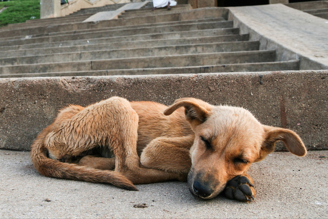 狗狗太瘦吃什么能长肉？下面5种食物，都很合适