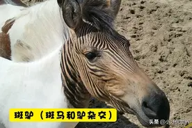 由于基因和科学实验的完美结合，最终出现的8种动物图片