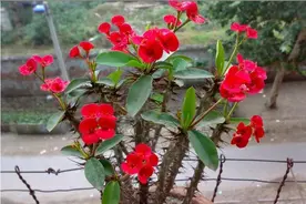 6种“四季花”，从年头开到年尾，只要晒一晒，能开360天图片
