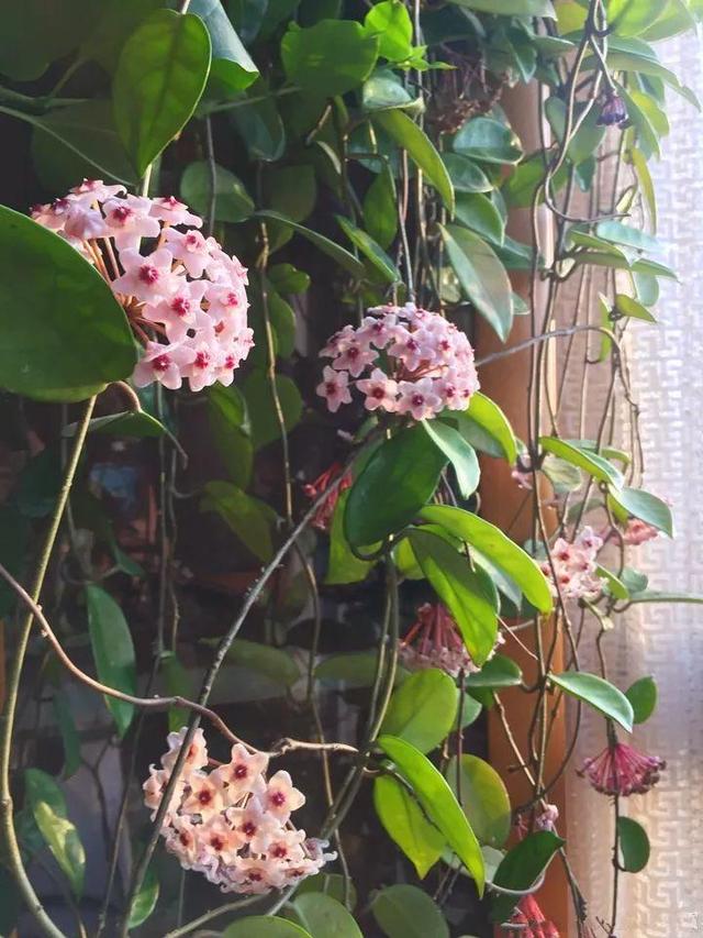 贝拉小蜜蜂草本身体乳