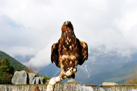 金雕抓着猪在天空飞！如此凶猛的猛禽，会不会抓小孩、攻击人类？图片