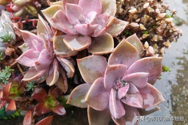 初恋多肉植物养殖(韩国初恋多肉植物图片)-措必培
