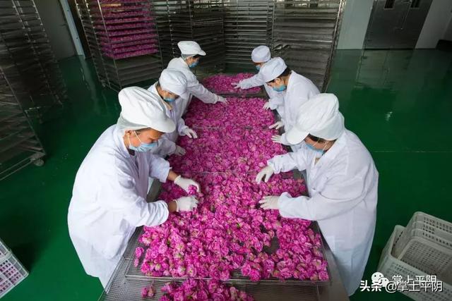 今天,平阴向全世界发出邀请!