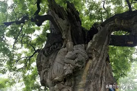 养牛遇到邪门事，巧借势因祸得福，年入400万，看他如何扭转败局图片