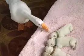 大白狗生了6只娃，结果被白鹅抢走，狗妈却不敢招惹它图片