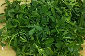 5月的农村到处都是苜蓿菜，简单一做，活血养血，疏通血管图片