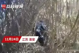 野猪进城撞伤市民，被警方击毙，警方将对野猪尸体进行无害化处理图片