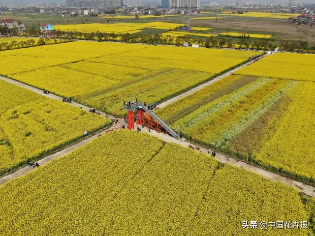 北国杏花初绽，江南已是油菜花漫山，“可甜可盐”的彩色油菜花，爱了！
