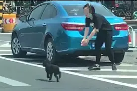 北京东二环奔跑的泰迪被好心人救助 正寻主人图片