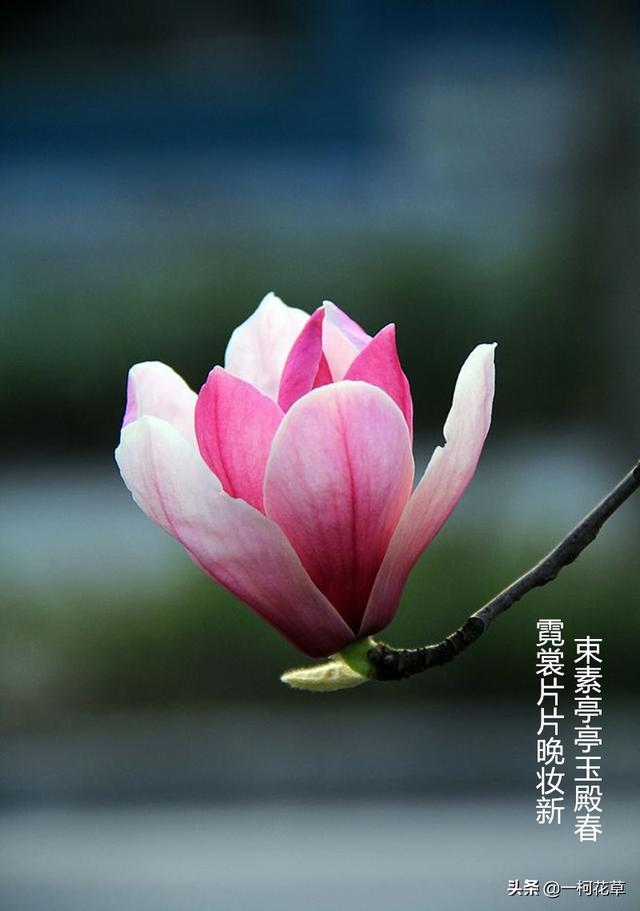 三月观花指南，这8种花三月开，不要错过花期