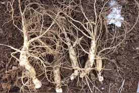 “人参”可以室内盆栽，掌握窍门栽培它，不仅可观叶，而且可观果图片