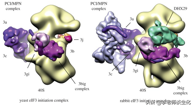 蛋白质翻译的起始阶段（一）
