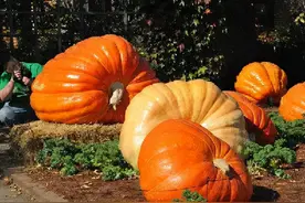 巨型南瓜锦标赛要开幕了，几千斤的南瓜是怎么种出来的？能吃吗？图片