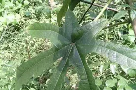 五指毛桃(七指、三指、一指)图片