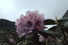 六月来西藏赏杜鹃，日喀则必须拥有姓名！图片