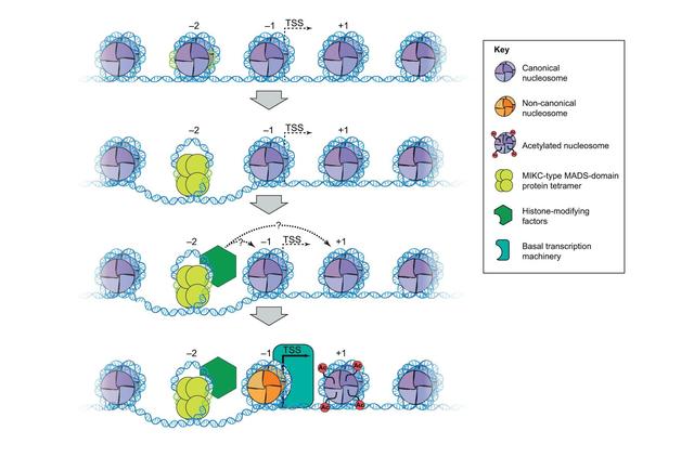 被子植物花器官发育的分子机制