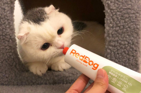 牛磺酸对猫咪有多重要？红狗赖氨酸膏能够给猫咪补充牛磺酸？