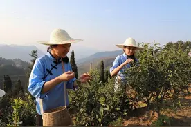 ​高桥采茶姑娘上山采茶啦！图片