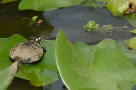 家里的宠物龟，就是不上晒台晒背怎么办？图片