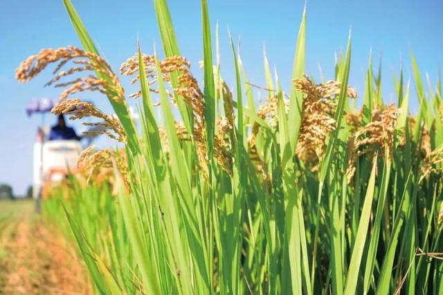 全球首次！中国将解决粮食问题？合成蛋白质成功，实现万吨级产能