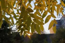 北外高招|招生咨询小助手C位出道！图片