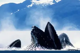 假期一定要给孩子看！12部超高分神级纪录片，太赞了图片