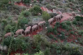 云南野象群北迁，842亩农作物受到破坏！谁来给农民赔偿？图片