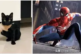 小黑猫在外流浪受伤，被好心人救助后打上石膏，样子像极了蜘蛛侠图片