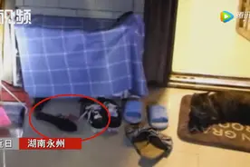 “龙虎斗”！眼镜蛇潜入家中被猫咪拦截图片