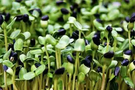 七夕会 美食 | 南方的川豆芽图片