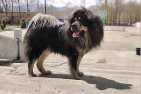 过去能换一套房的藏獒，被大量遗弃后，成了高原上的“恶霸”图片