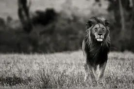 世界上排名前十的巨型狮王，最重达281公斤，索罗是唯一的流浪狮图片