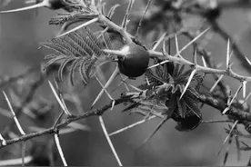 从共生到寄生：金合欢与蚂蚁的相爱相杀图片