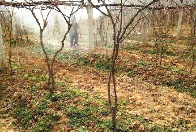猕猴桃冬季管理三要素：防冻、冬剪、清园