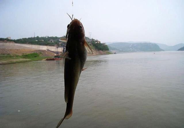 火腿肠也能钓鱼吗？用白酒、红糖、氨基酸水泡制后，有效果